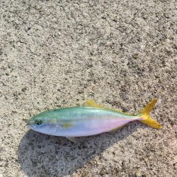 マリンピアでモジャコ祭り