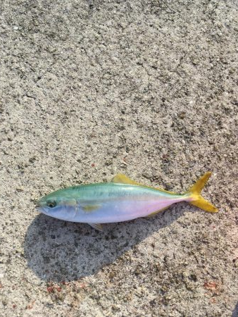 マリンピアでモジャコ祭り