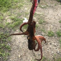 今年初タコゲット