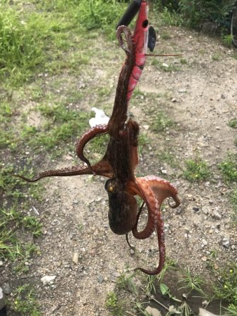 今年初タコゲット