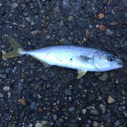 ツバスがいっぱい