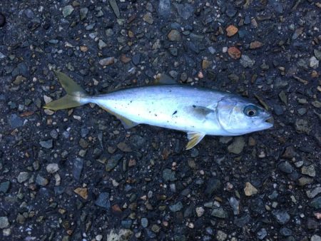 ツバスがいっぱい