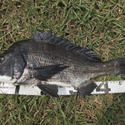 イチノ兄弟、釣果!!