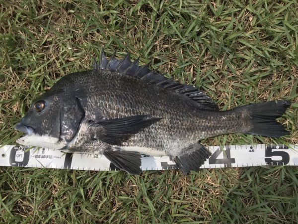 イチノ兄弟、釣果!!