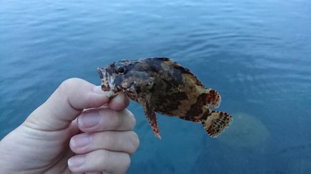 谷八木海岸・マヅメのガシリング