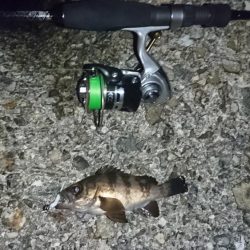 江井ヶ島漁港・根魚狙い