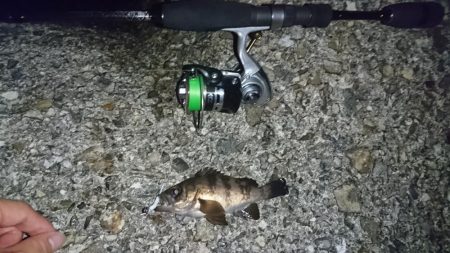 江井ヶ島漁港・根魚狙い