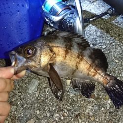 ショアジギで大物が…!?