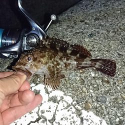 メバリングまだ好調!