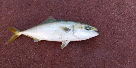 大きくなった〜