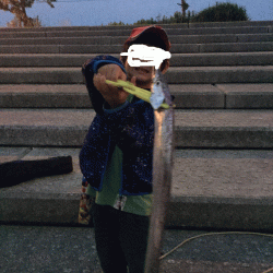 今年初タチウオ