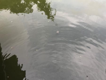 窓からフィッシング