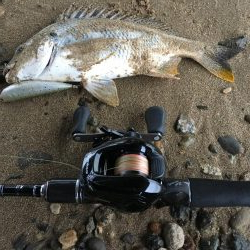 ２０１９ キビレ調査NO、６