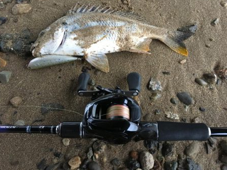 ２０１９ キビレ調査NO、６