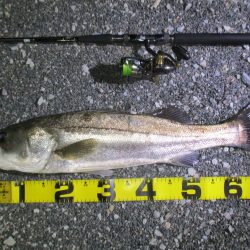 シーバス釣りに誘われて