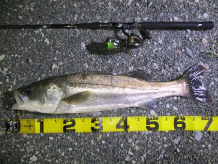 シーバス釣りに誘われて