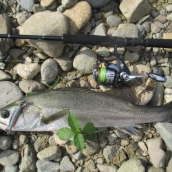 シーバス釣行、デイゲームにて