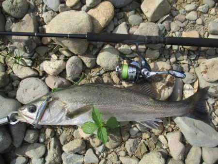 シーバス釣行、デイゲームにて