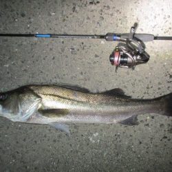 チニング釣行の外道