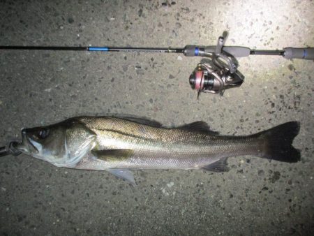 チニング釣行の外道