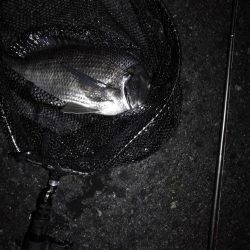 南港ヘチ釣行 カモメ大橋 （7/1 三度目の雨のヘチ釣り～ 真チヌ42.5cm、キビレチヌ、ガシラ 釣果有り）