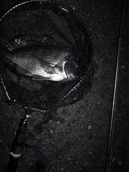 南港ヘチ釣行 カモメ大橋 （7/1 三度目の雨のヘチ釣り～ 真チヌ42.5cm、キビレチヌ、ガシラ 釣果有り）