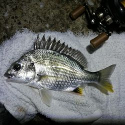 ヘチ釣行 南港カモメ大橋 （7/3 梅雨の晴れ間のヘチ釣り～ 真チヌ、キビレチヌ、ガシラ 釣果有り）