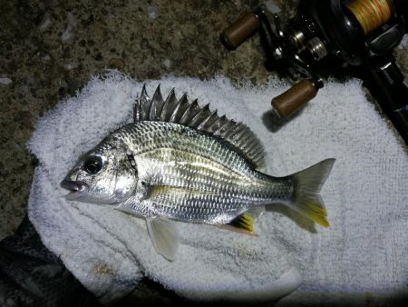 ヘチ釣行 南港カモメ大橋 （7/3 梅雨の晴れ間のヘチ釣り～ 真チヌ、キビレチヌ、ガシラ 釣果有り）