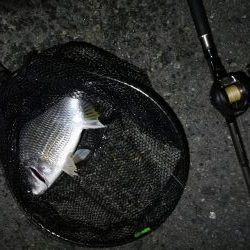 南港カモメ大橋 釣行 （7/5 雨後のヘチ釣り キビレチヌ35.5cm、ガシラ釣果有り）