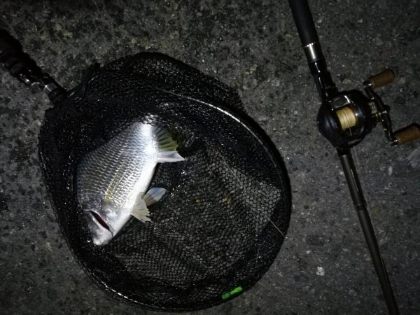 南港カモメ大橋 釣行 （7/5 雨後のヘチ釣り キビレチヌ35.5cm、ガシラ釣果有り）