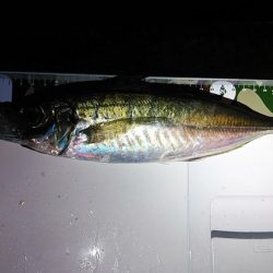 アジング爆釣♪尺アジも！