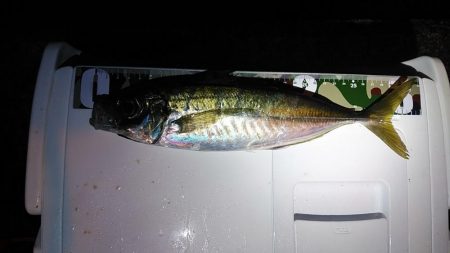 アジング爆釣♪尺アジも！