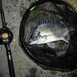 南港カモメ大橋 釣行 (7/6 強風のヘチ釣り キビレチヌ32cm、ガシラ釣果有り)