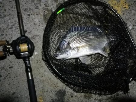 南港カモメ大橋 釣行 (7/6 強風のヘチ釣り キビレチヌ32cm、ガシラ釣果有り)