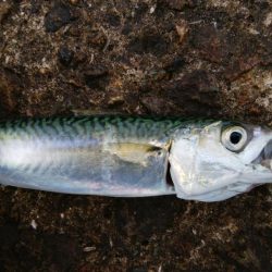 南港海釣り園にて釣行