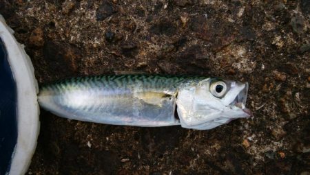 南港海釣り園にて釣行