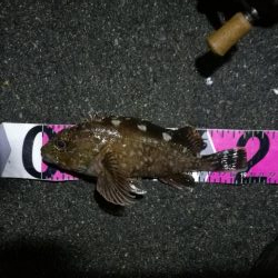 南港カモメ大橋 釣行 （7/7 曇りの七夕ヘチ釣り キビレチヌ、ガシラ釣果有り）