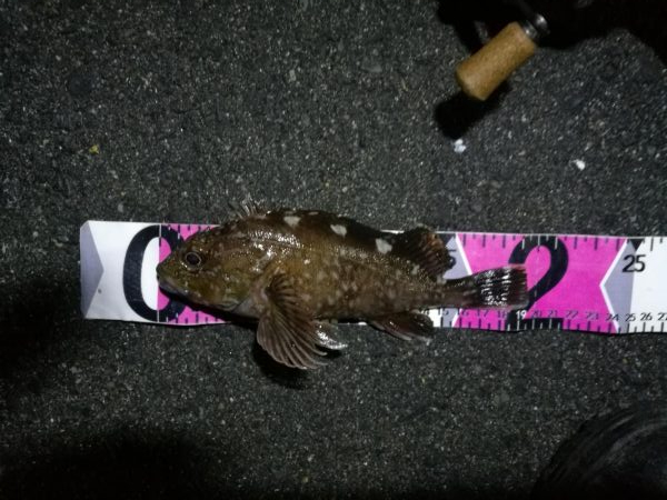 南港カモメ大橋 釣行 （7/7 曇りの七夕ヘチ釣り キビレチヌ、ガシラ釣果有り）