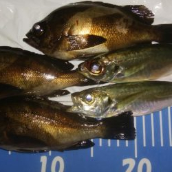 ジグサビキ メバリング