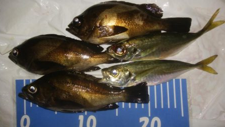 ジグサビキ　メバリング