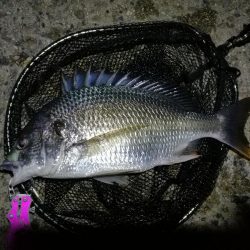 南港カモメ大橋 釣行 （7/8 久々の天気のヘチ釣り キビレチヌ45cm、ガシラ、謎のカニ 釣果有り）