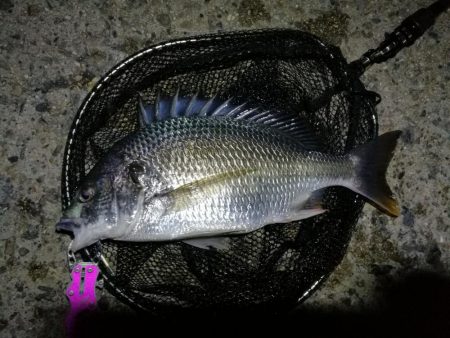 南港カモメ大橋 釣行 （7/8 久々の天気のヘチ釣り キビレチヌ45cm、ガシラ、謎のカニ 釣果有り）