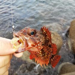 カサゴは無限に釣れた