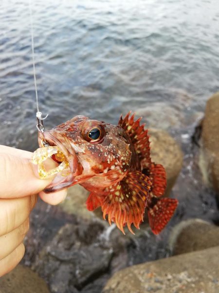 カサゴは無限に釣れた