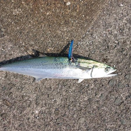 久しぶりサゴシ