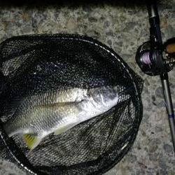 南港カモメ大橋 釣行 (7/10 不安定な天気でもヘチ釣行 キビレチヌ43.5cm、タケノコメバル 釣果有り)