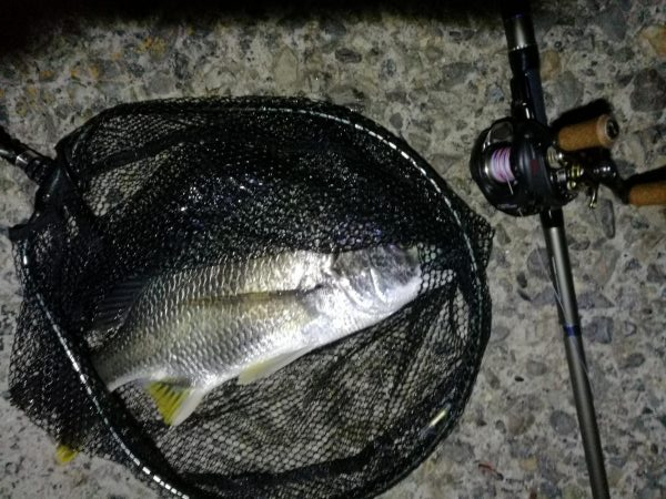 南港カモメ大橋 釣行 (7/10 不安定な天気でもヘチ釣行 キビレチヌ43.5cm、タケノコメバル 釣果有り)