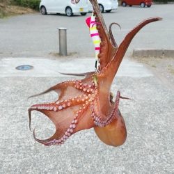 マダコ湧いてます