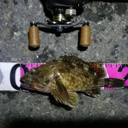 南港ヘチ釣行 （7/13 早朝雨降り前にヘチ釣行へ キビレチヌ、ガシラ 釣果有り）