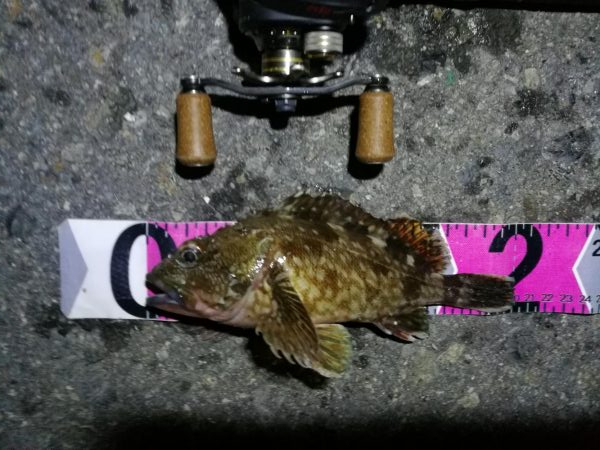 南港ヘチ釣行 （7/13 早朝雨降り前にヘチ釣行へ キビレチヌ、ガシラ 釣果有り）